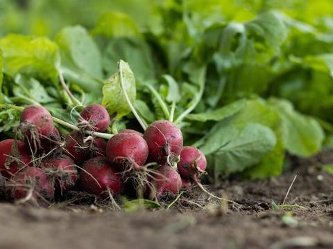Radieschen