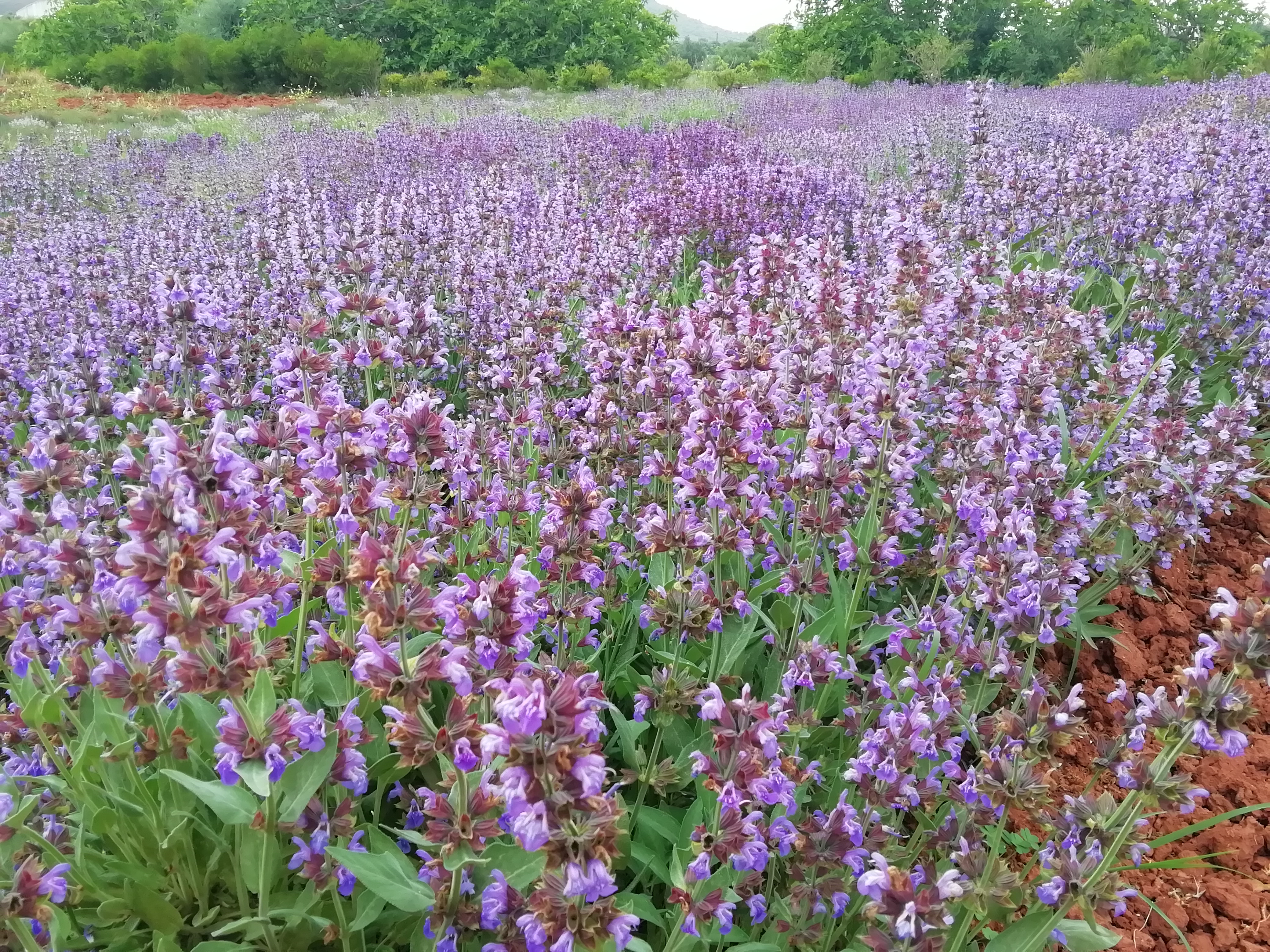 Violett blühendes Salbeifeld im Frühjahr
