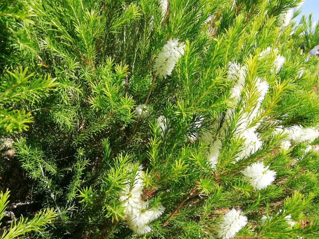 Nahaufnahme einer Teebaumhecke in voller Blüte