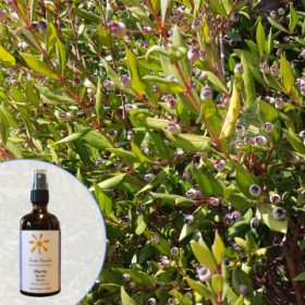 werbung-myrtenhydrolat