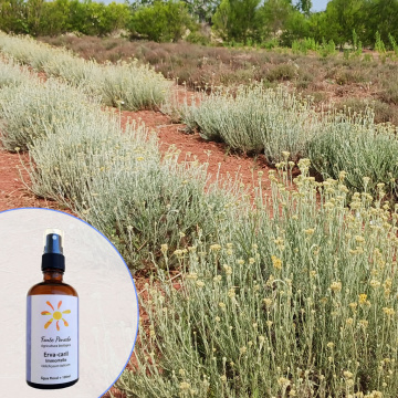 werbung-immortellenhydrolat