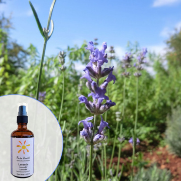 Lavendelwasser Bio