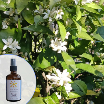 werbung-orangehydrolat