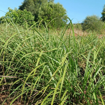 zitronengras-quadrat