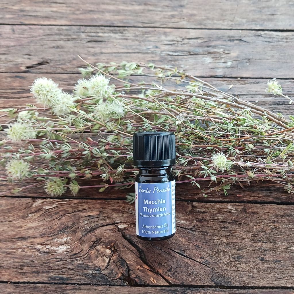 Macchia Thymian Ätherisches Öl Flasche mit ätherischem Öl von Macchia-Thymian auf einem Zweig der Pflanze.