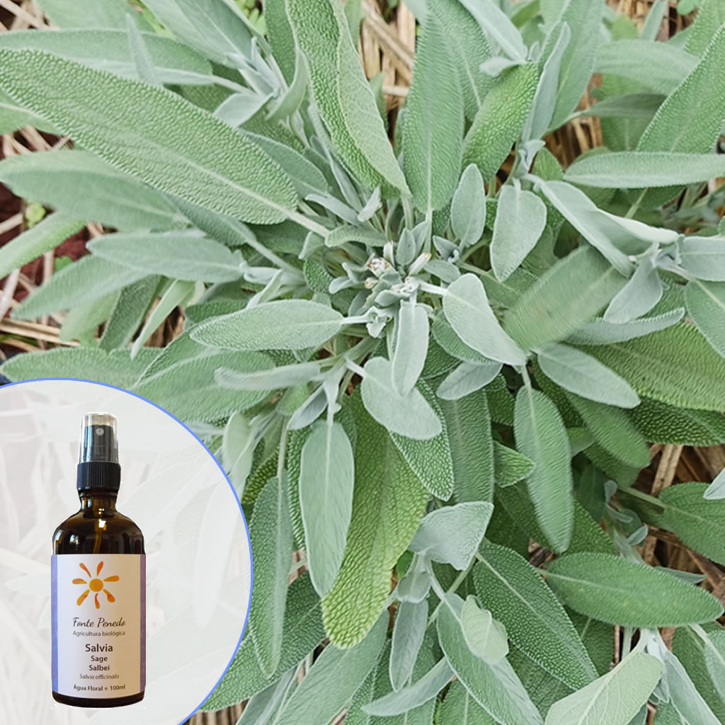 Flasche mit Salbeiwasser, im Hintergrund Salbeipflanze